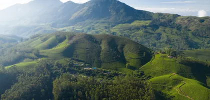The lush green tea fields of Nuwara Eliya with mist rolling over the hills.